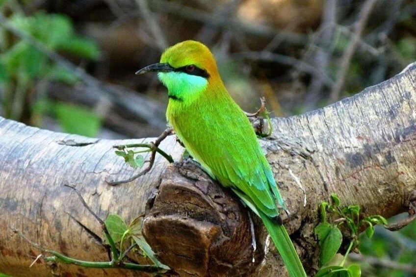 A bird with green and yellow plumage perched on a tree branch. 2