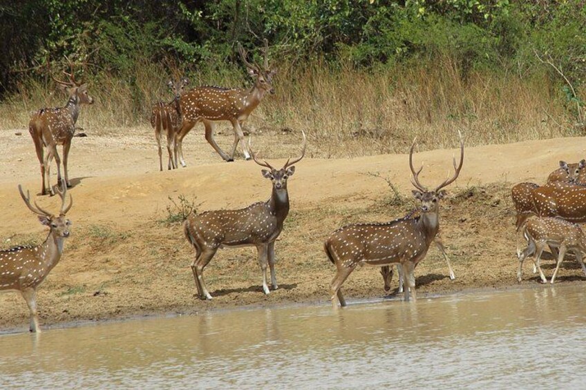 Udawalawe National Park Safari from Beruwala Hotels 4