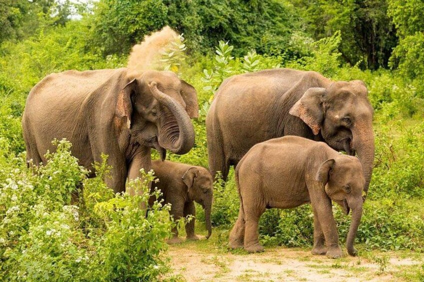 A group of elephants in a lush green forest. 3