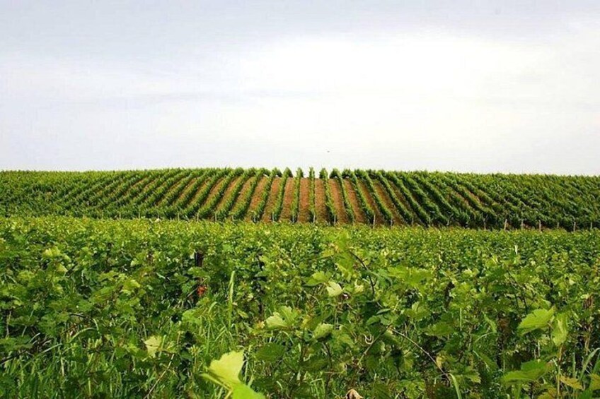 Ein Weinberg mit Reihen von Weinreben unter blauem Himmel. 3