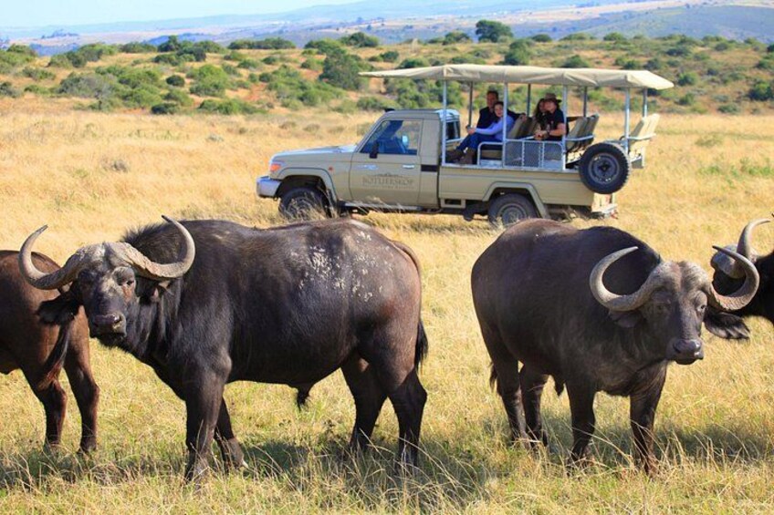 Three buffalo in a grassy field with a safari vehicle in the background. 2