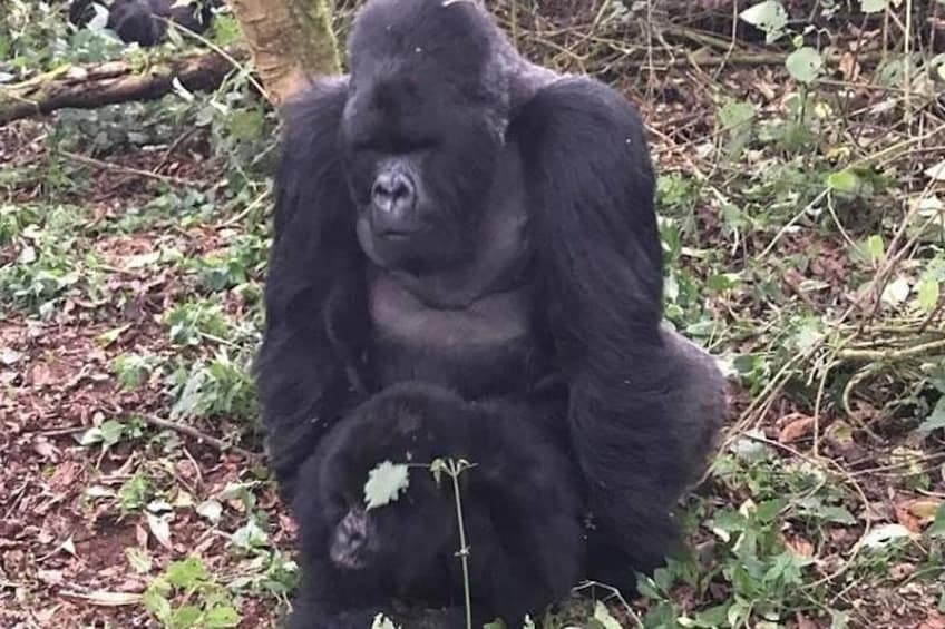 A gorilla sitting in a natural environment with foliage and a tree trunk. 1