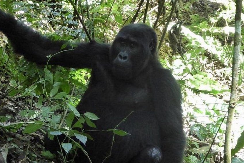 A gorilla in a forested area with dense foliage and trees. 2