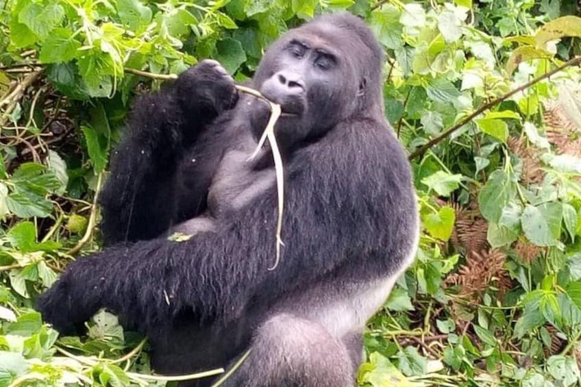 A gorilla sitting among green foliage. 5