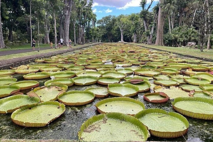 Mauritius Guided North Tour (Private) 5