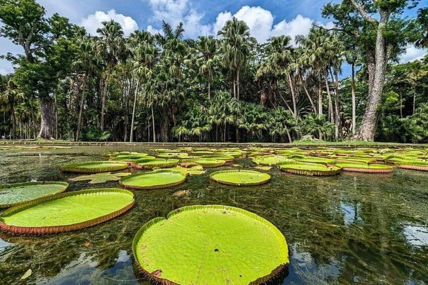 Mauritius Guided North Tour (Private) 5