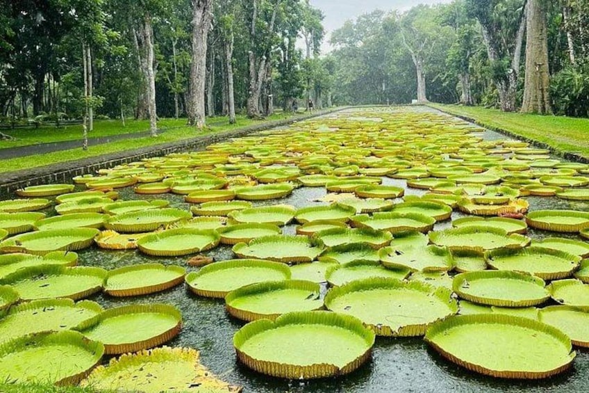 Mauritius Guided North Tour (Private) 2