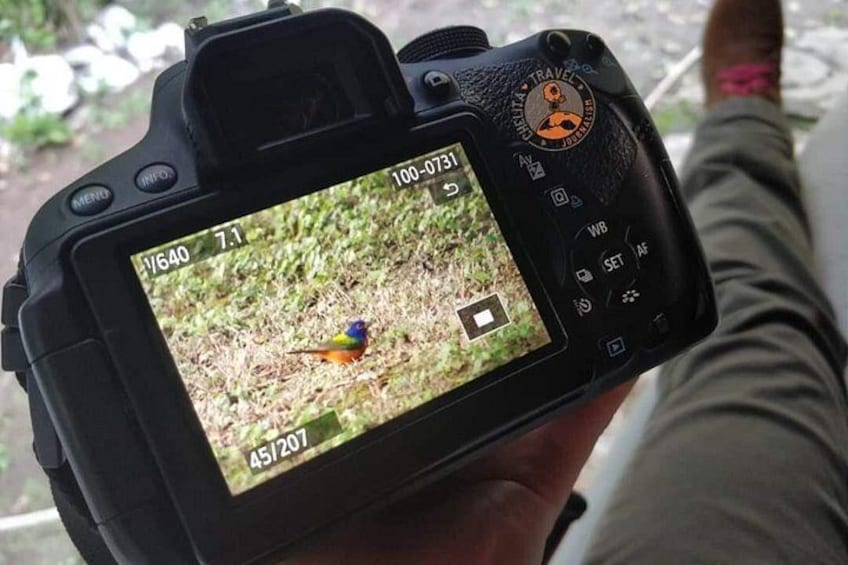 Une photo où l’on voit un oiseau sur l’écran d’un appareil photo, une personne tenant l’appareil, et un paysage verdoyant en arrière-plan. 4