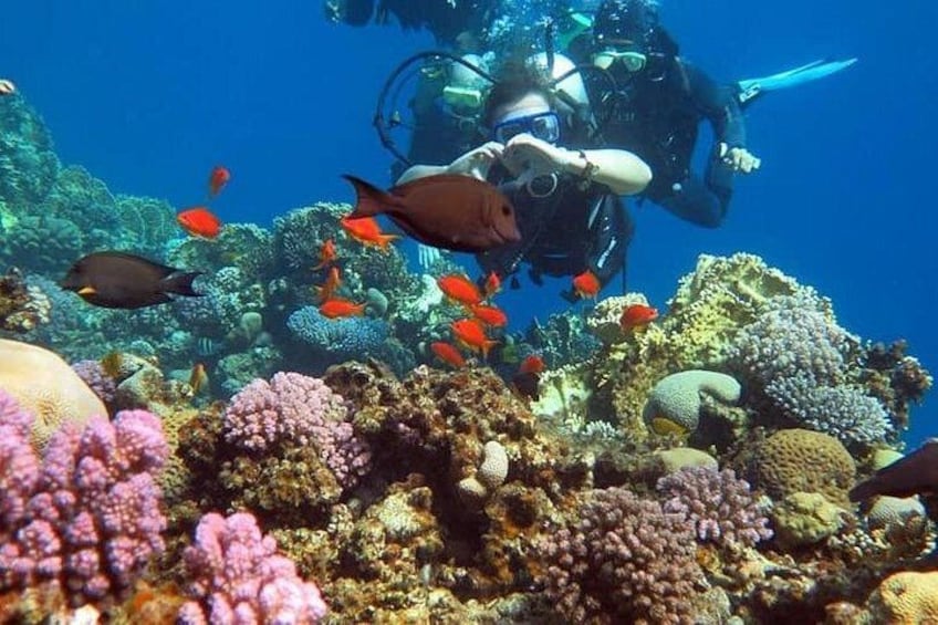 A diver surrounded by colorful coral and fish in a vibrant underwater scene. 2