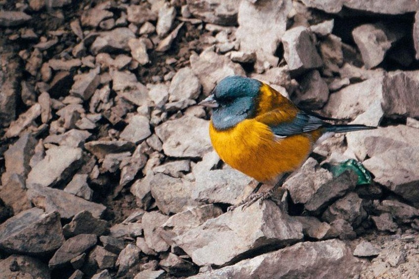 A bird with yellow and blue plumage perched on a rocky surface. 3