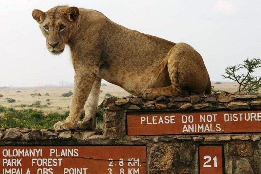 Ein Löwe ruht auf einer Steinmauer, auf der ein Schild mit dem Schriftzug 'Bitte Tiere nicht stören' steht. 3