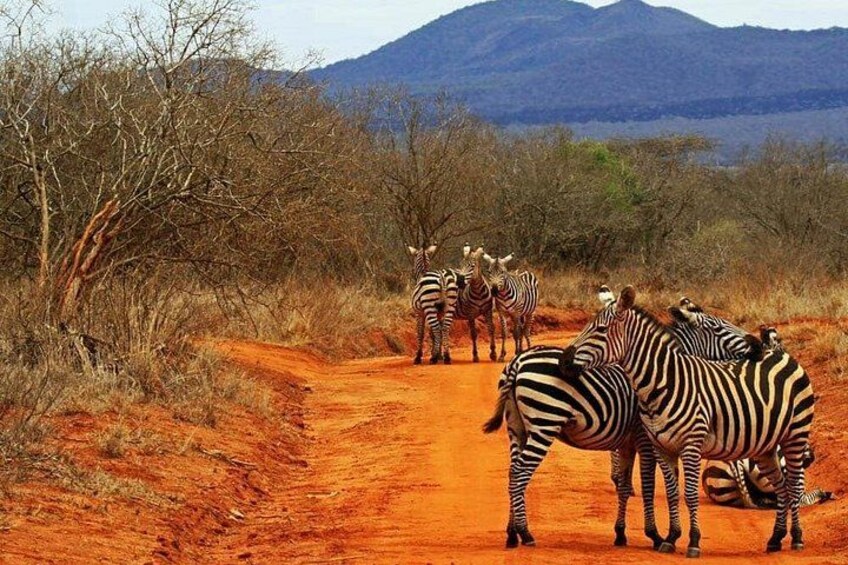 1 Day Tsavo East Safari: 2