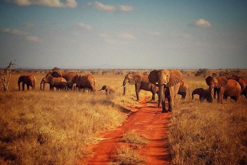 1 Day Tsavo East Safari: 3