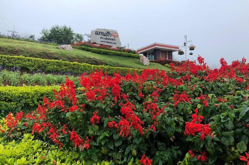 Un jardin avec des fleurs rouges, un bâtiment et un panneau. 1