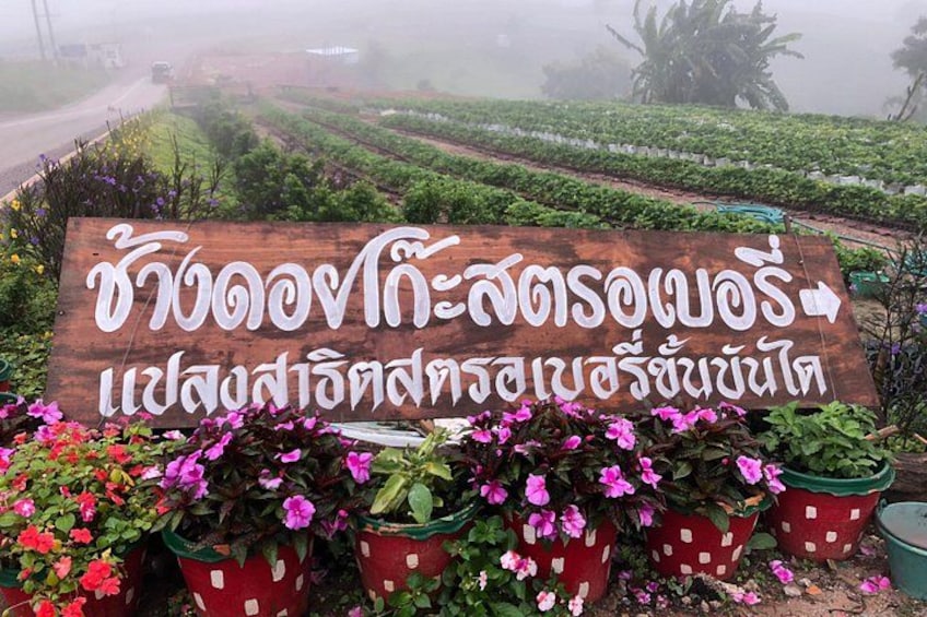 Une enseigne en bois avec une inscription en thaï, entourée de plantes en pot ornées de fleurs roses. 4