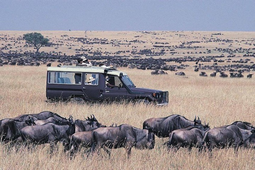 A safari vehicle in a grassy field with a herd of wildebeests in the foreground. 5