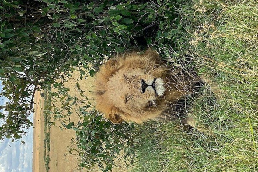 A lion resting in a grassy area with dense foliage. 2