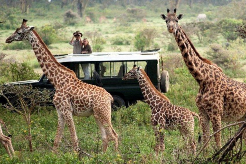 A safari vehicle with three giraffes in a grassy field. 1