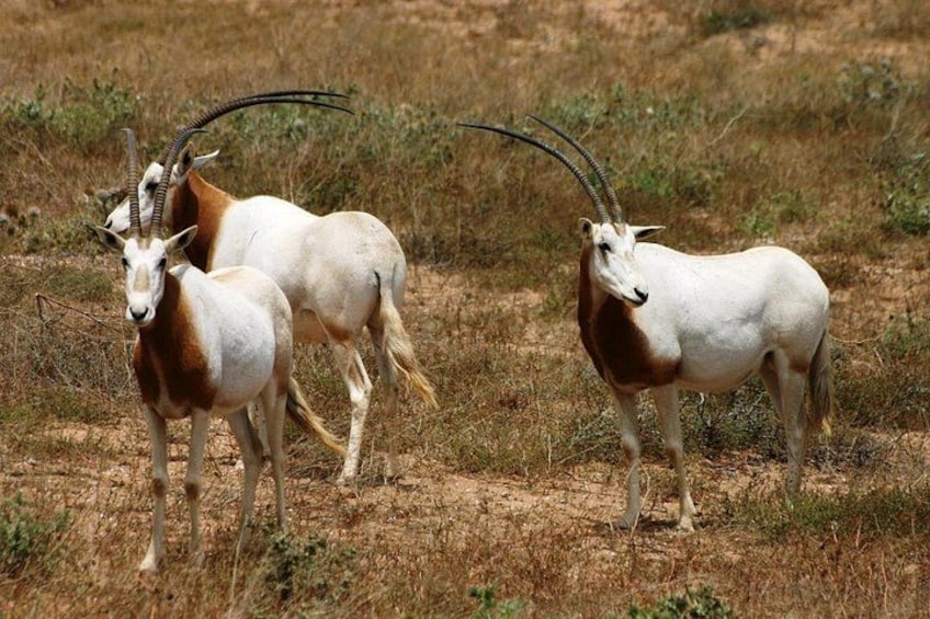 Un grupo de antílopes blancos y marrones en una pradera seca. 1