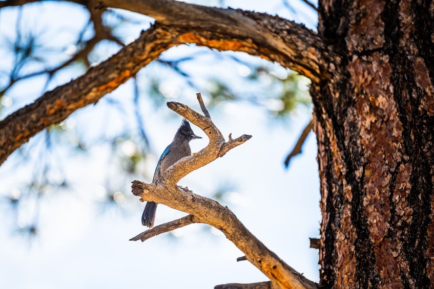 A bird perched on a branch of a tree. 5