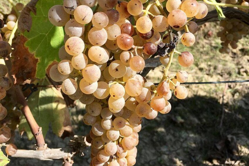 Clusters of pale yellow grapes on a vine. 3