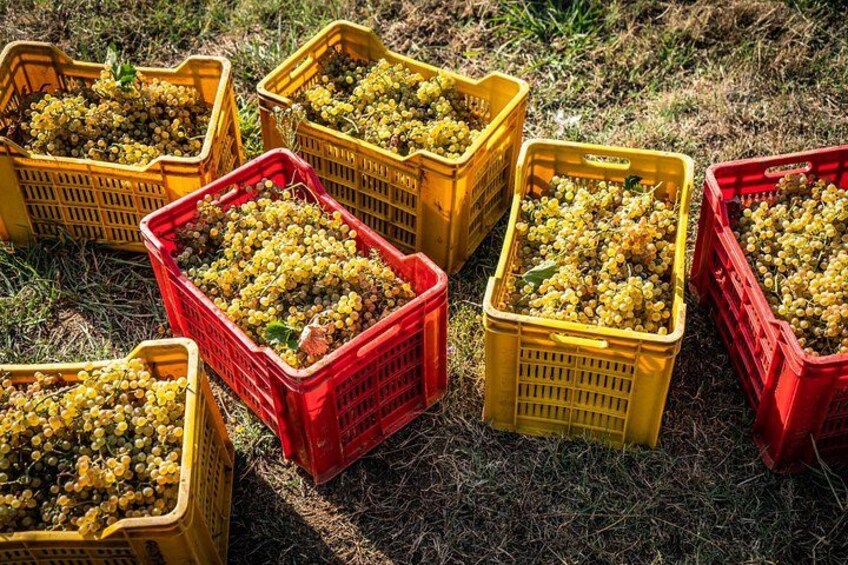 Several yellow and red plastic crates filled with yellow berries on a grassy field. 2