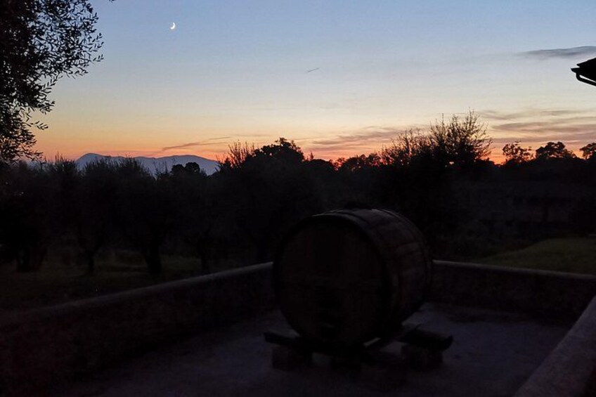 Wine and olive oil tasting & farm tour 2