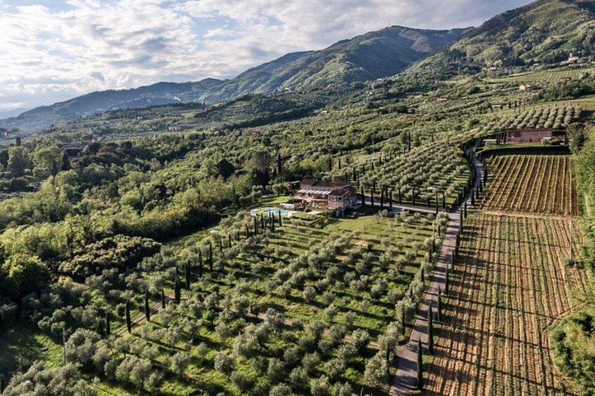 A vineyard with rows of grapevines, a building, and rolling hills in the background. 1