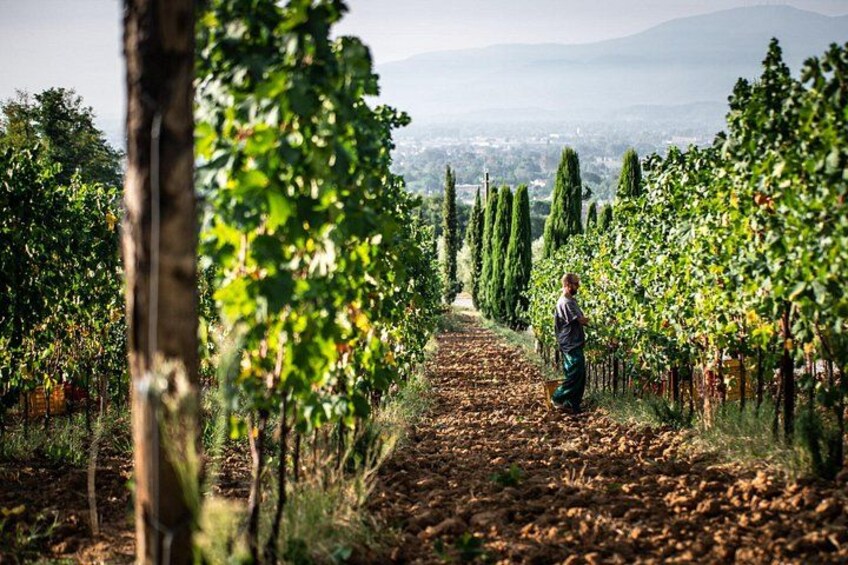 A vineyard with rows of grapevines and a person walking down the path. 3