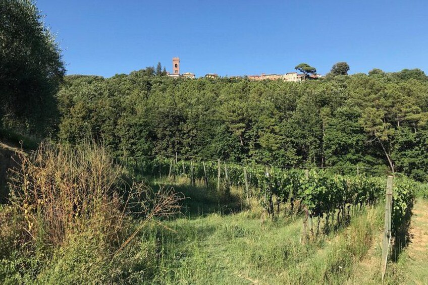 Private wine tour on the wonderful hills of Lucca 2