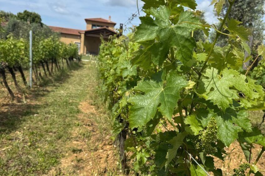 Private wine tour on the magical hills of Lucca with sommelier 5
