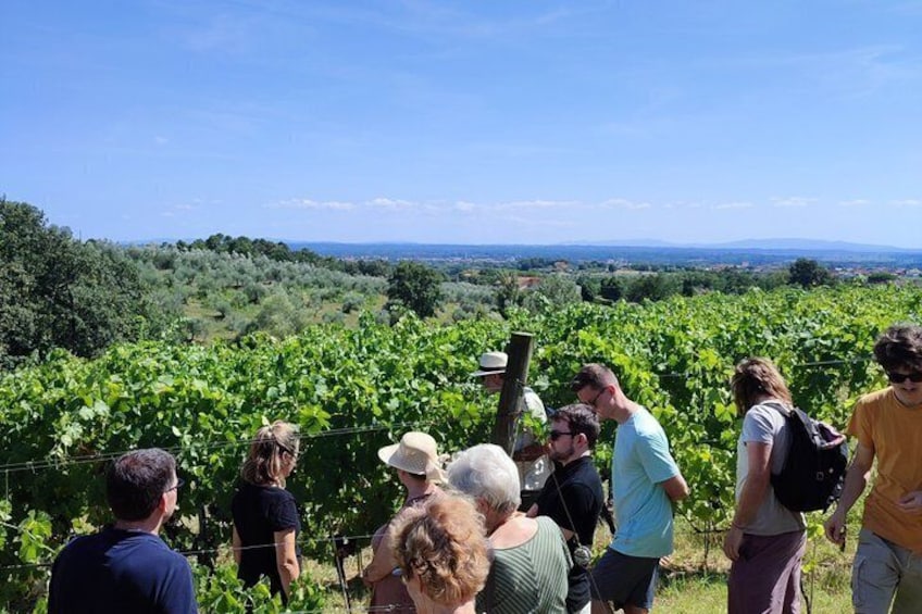 Private wine tour on the magical hills of Lucca with sommelier 3