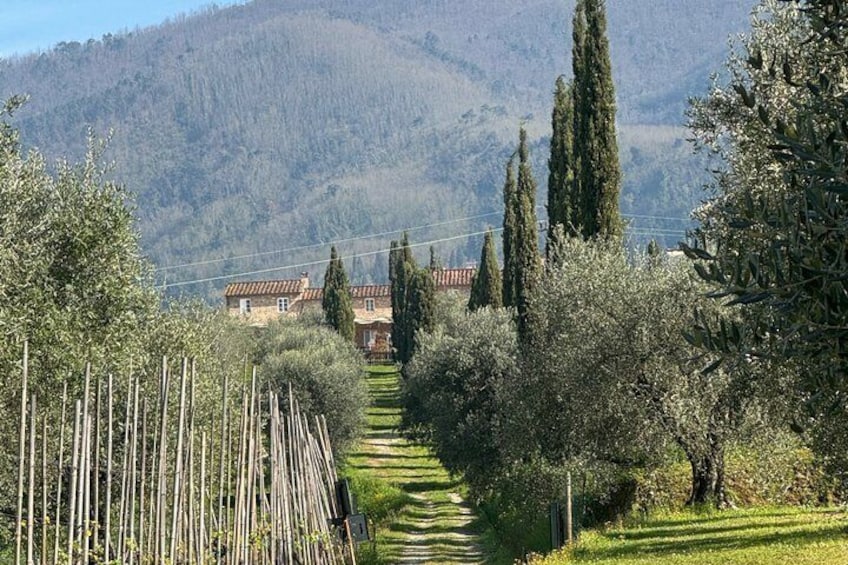 Private wine tour on the magical hills of Lucca with sommelier 2