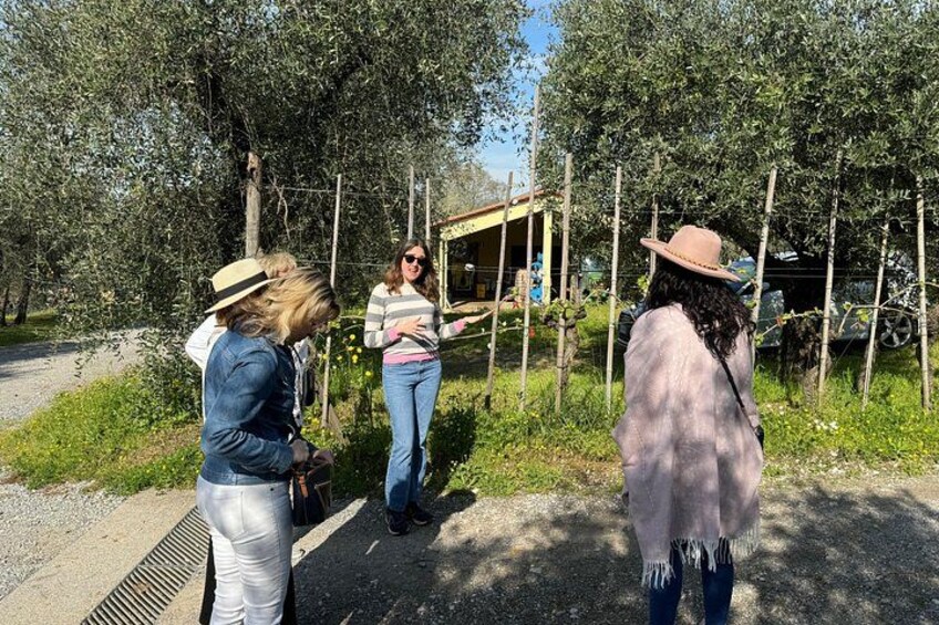 Private wine tour on the magical hills of Lucca with sommelier 3