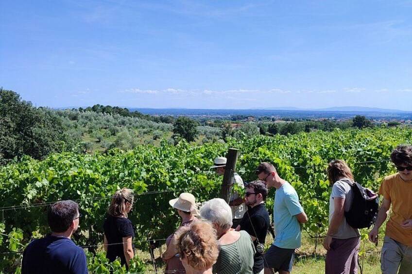 Private wine tour on the magical hills of Lucca with sommelier 2