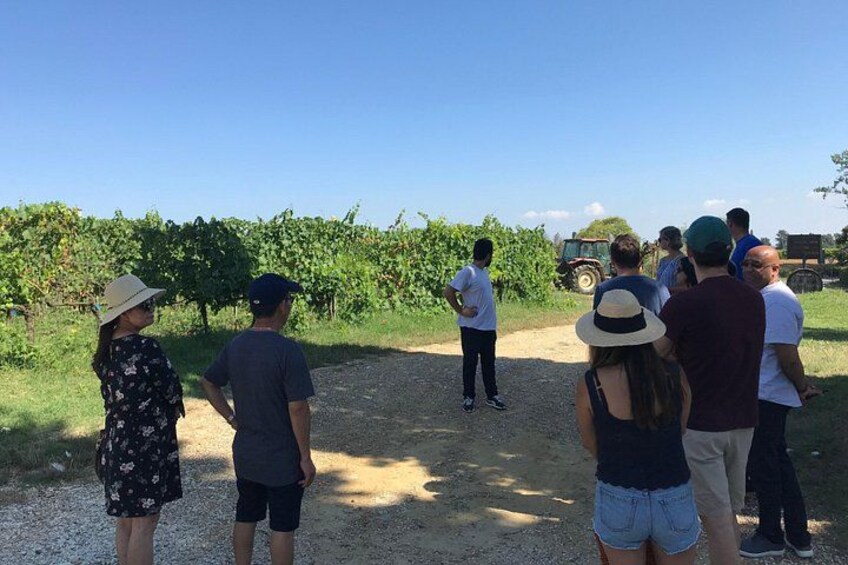 Private wine tour on the wonderful hills of Lucca 3