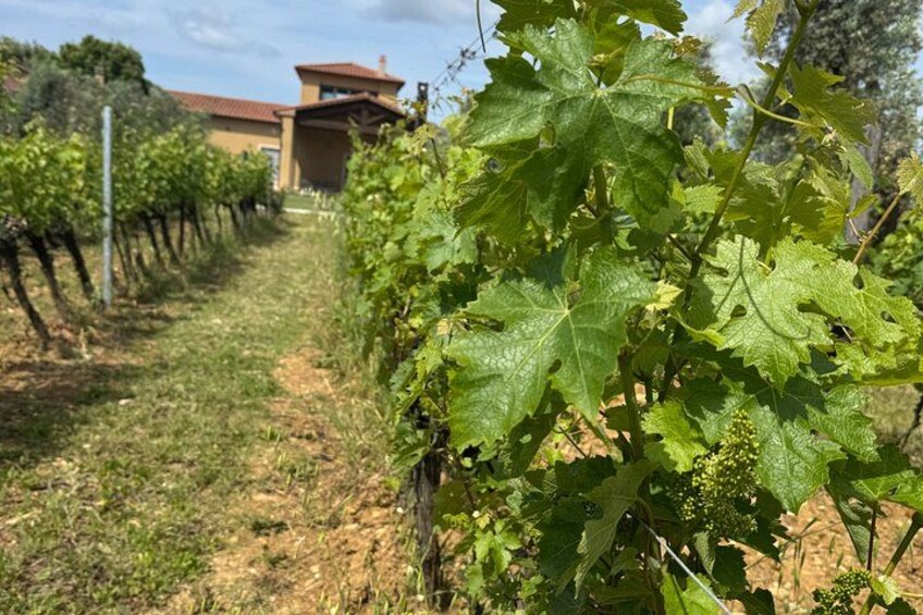 Private wine tour on the magical hills of Lucca with sommelier 3