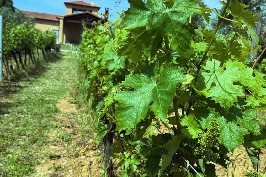 Viñedo con hileras de vides, un edificio al fondo y un camino de tierra. 3