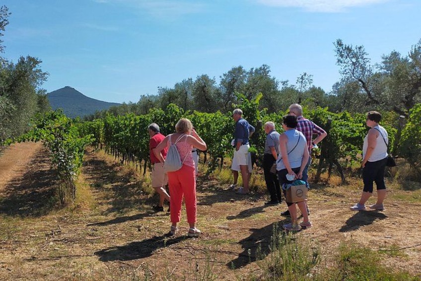 A group of people walking through a vineyard. 1