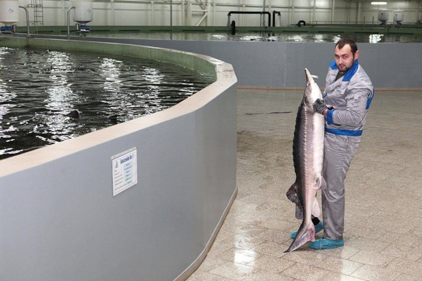 Une personne tenant un gros poisson dans un espace intérieur équipé de bassins et de matériel. 1