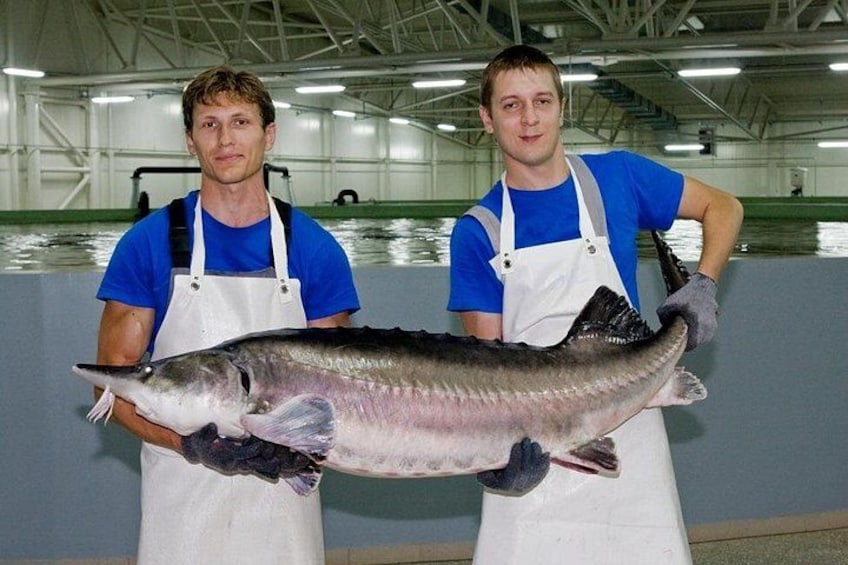 Deux personnes tenant un gros poisson dans un espace intérieur, avec un aquarium visible en arrière-plan. 4
