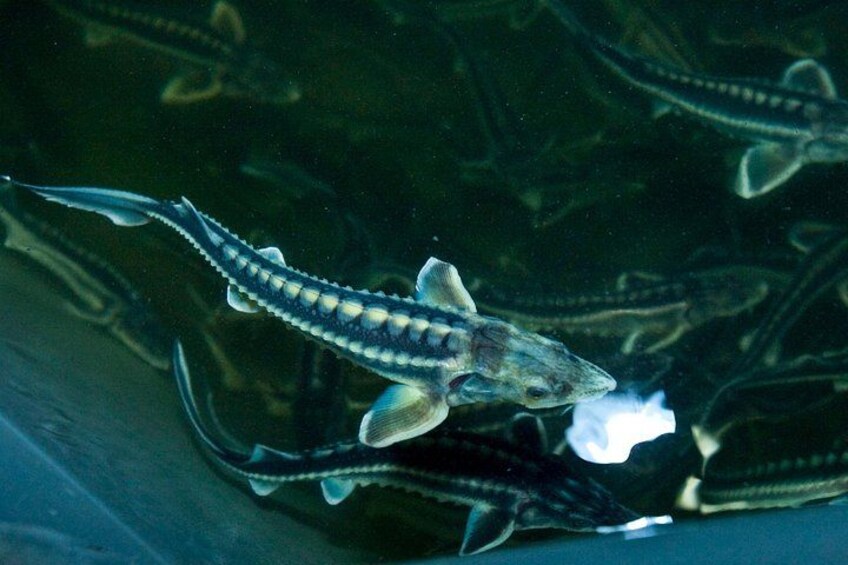 Un poisson au corps allongé et aux rayures, nageant dans l’eau. 2