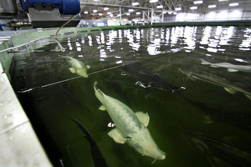 Un grand aquarium dans lequel nagent plusieurs poissons. 5