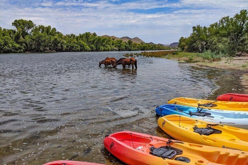 Kayaking the Salt River Foxtail Trip 3