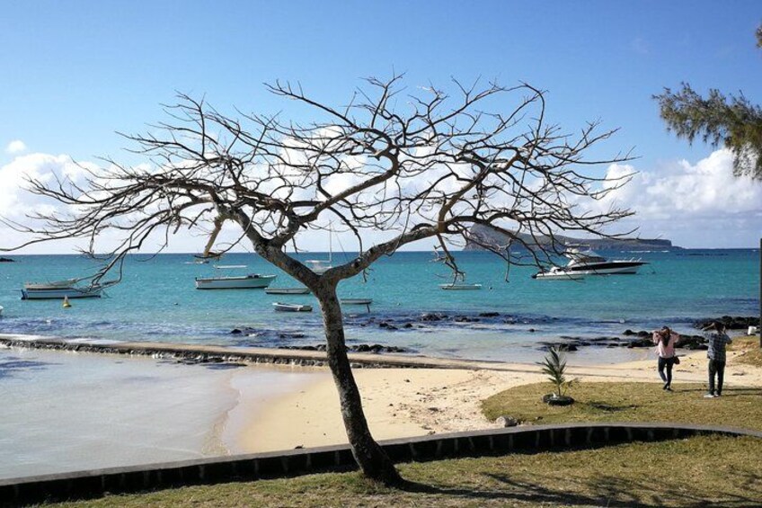 Une plage avec un arbre sans feuilles, une mer calme et plusieurs bateaux ancrés au loin. 2