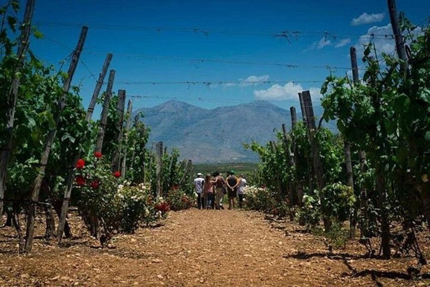 LUXURY PRIVATE Wine Tasting in CRETE (also for CRUISE SHIPS) 3