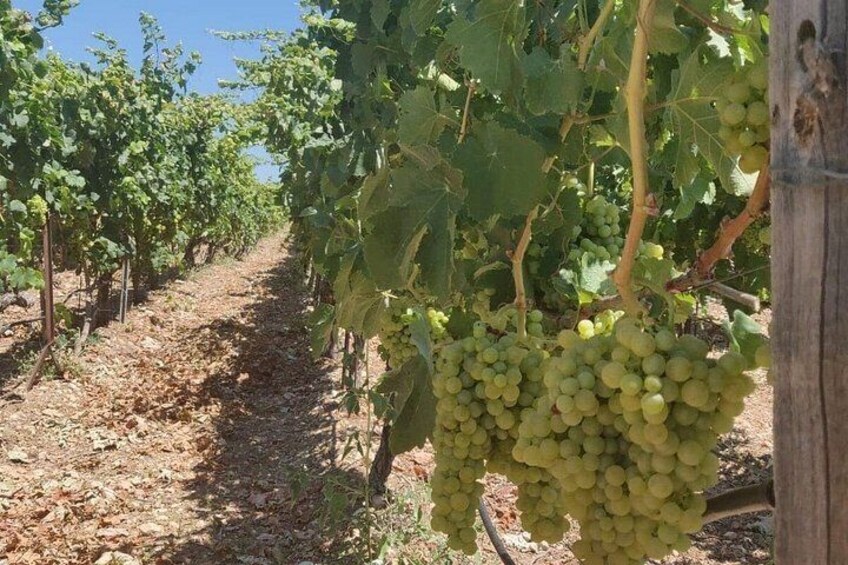 LUXURY PRIVATE Wine Tasting in CRETE (also for CRUISE SHIPS) 2