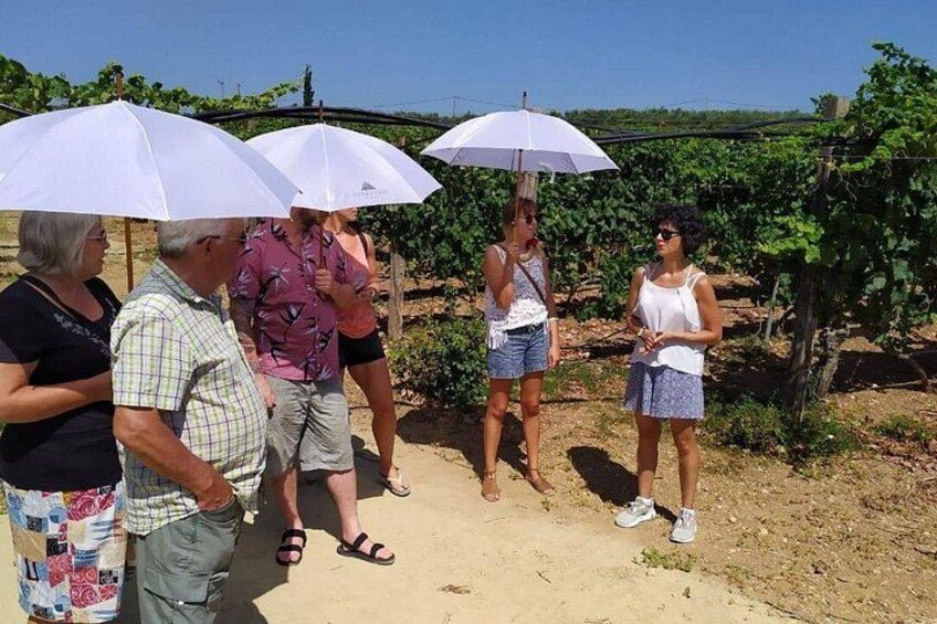 LUXURY PRIVATE Wine Tasting in CRETE (also for CRUISE SHIPS) 2
