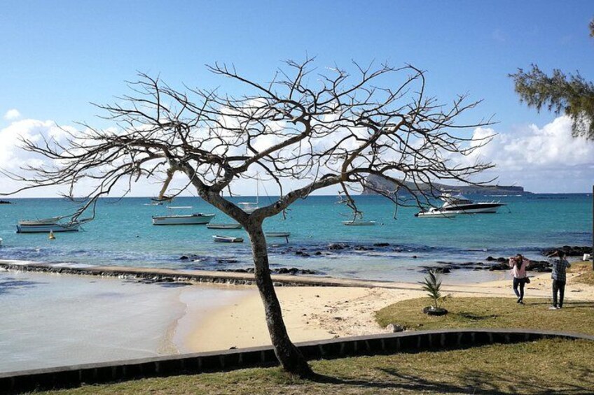 A beach with a leafless tree, calm sea, and boats in the background. 2