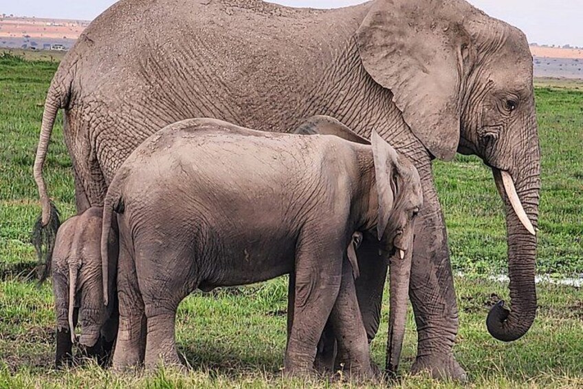 Jambo Kenya Safari - 5 Days Ultimate Wildlife Safari Adventure 1